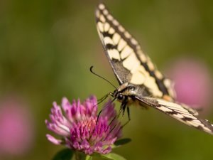 fete_nature_03